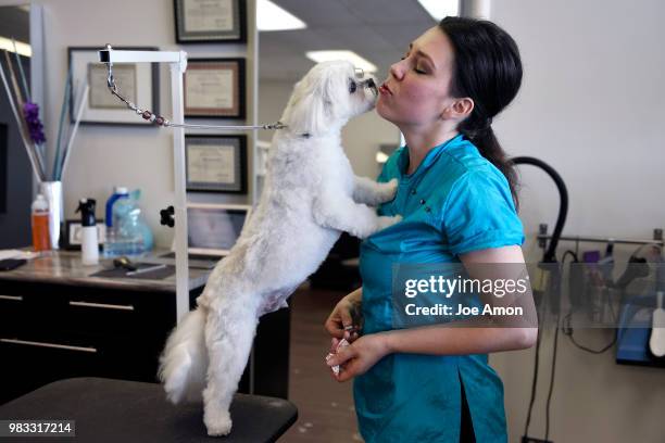 Master groomer" Christie Henriksen, getting some love from Keeper, a Bichon Frise/Shih tzu Mix owned by Pauletta Kruger after his grooming at her...