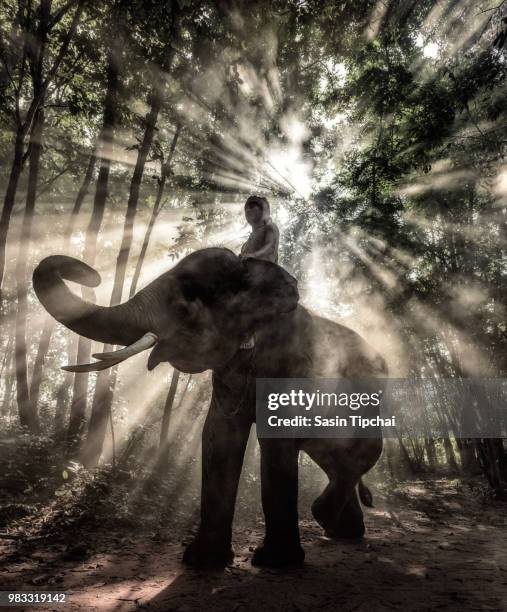 mahout @ surin, thailand - mahout stock pictures, royalty-free photos & images