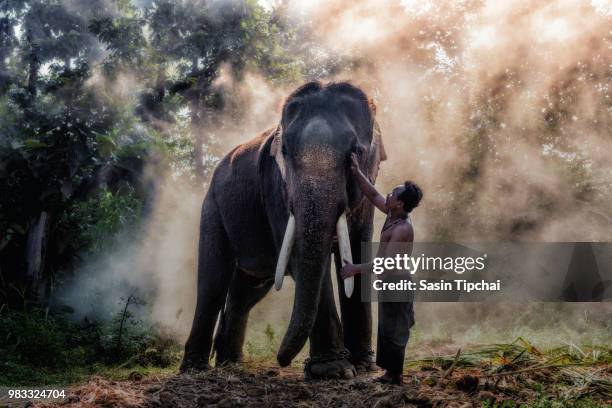 mahout @ surin, thailand - mahout stock pictures, royalty-free photos & images