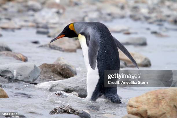 king penguins, south georgia - königspinguin stock pictures, royalty-free photos & images