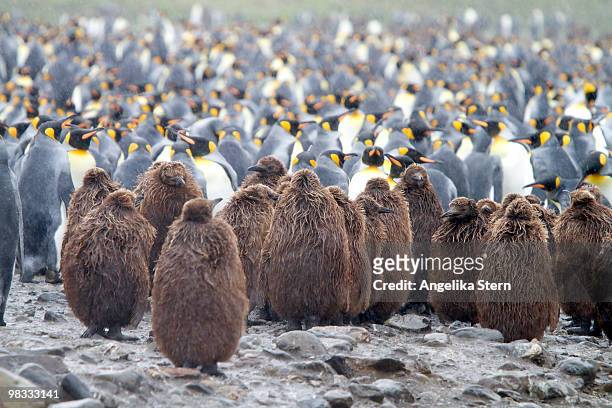 king penguins, south georgia - inselgruppe south sandwich islands stock-fotos und bilder