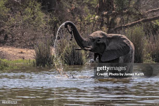 a african elephant scoops mud from the bottom of the lake with its trunk in order to coat its skin for protection from biting insects and the sun. - schlammbaden stock-fotos und bilder