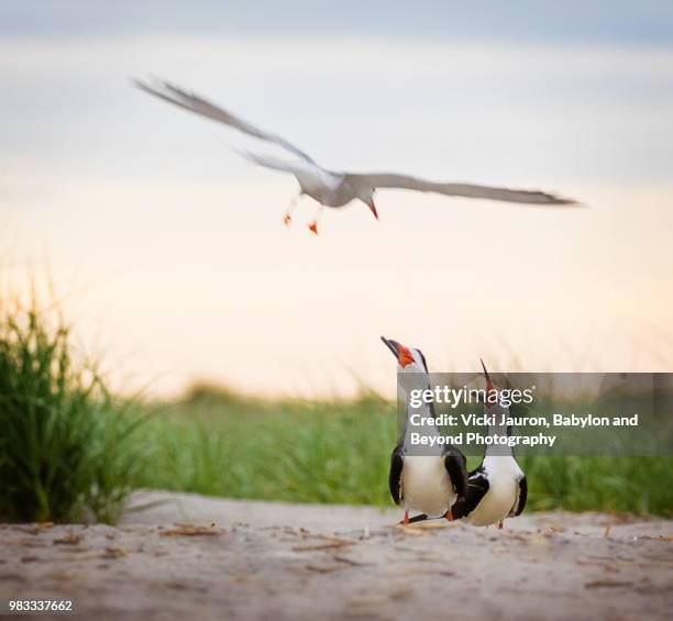 two black skimmers being attached by a common tern - long beach new york foto e immagini stock