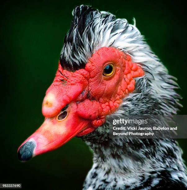 close up of a very unique looking muscovy duck - massapequa stock pictures, royalty-free photos & images