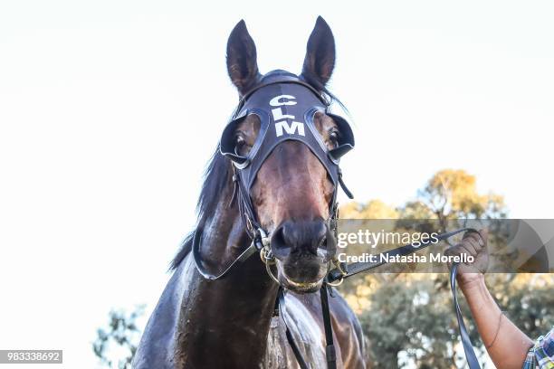 Fanciful Toff after winning the Mildura Cup Carnival 27th & 28th July Murray Mallee Stayers Heat 1 at Mildura Racecourse on June 25, 2018 in Mildura,...