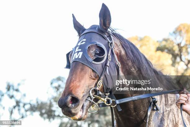 Fanciful Toff after winning the Mildura Cup Carnival 27th & 28th July Murray Mallee Stayers Heat 1 at Mildura Racecourse on June 25, 2018 in Mildura,...