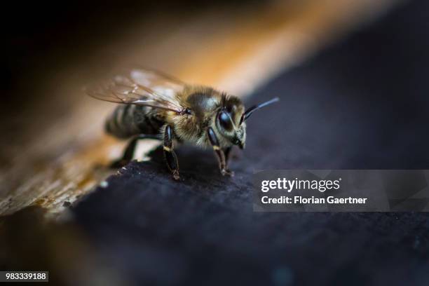 Collecting bee on a hive on May 18, 2018 in Boxberg, Germany.