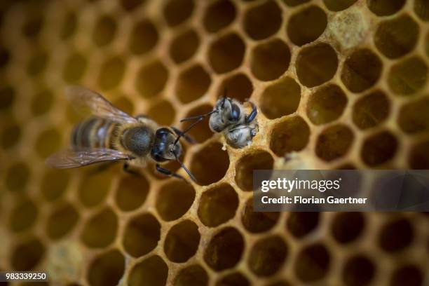 Young bee hatches on May 18, 2018 in Boxberg, Germany.