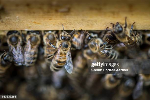 Swarm of bees crowds at the entrance of a beehive on May 18, 2018 in Boxberg, Germany.