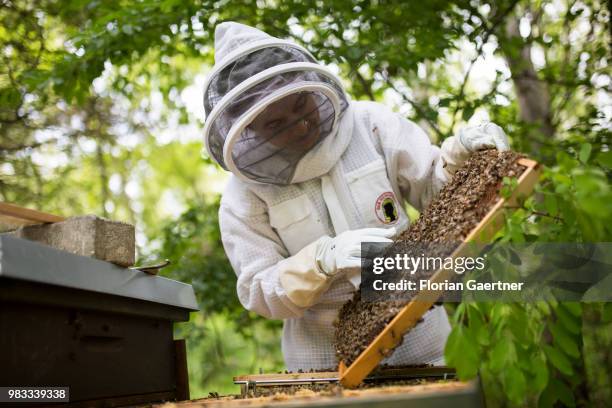 Beekeeper examining her bee colonies on May 18, 2018 in Boxberg, Germany.