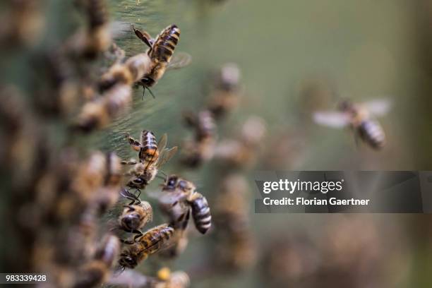 Swarm of collecting bees at a hive on May 18, 2018 in Boxberg, Germany.