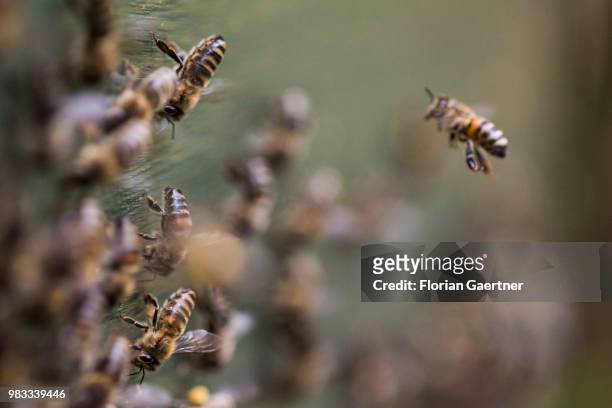 Swarm of collecting bees at a hive on May 18, 2018 in Boxberg, Germany.
