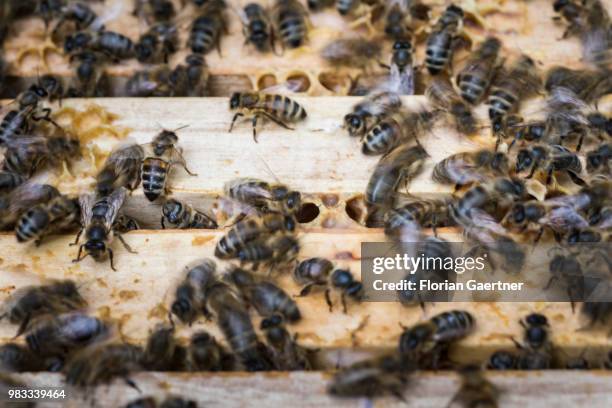 Swarm of bees at a beehive on May 18, 2018 in Boxberg, Germany.