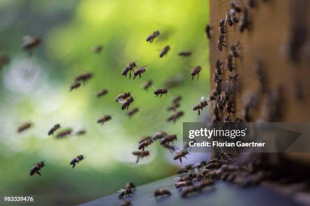 Swarm of collecting bees reaches the hive after collecting nectar on May 18, 2018 in Boxberg, Germany.