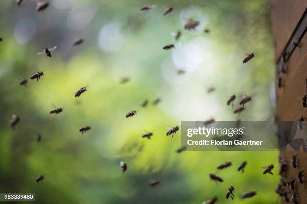 Swarm of collecting bees reaches the hive after collecting nectar on May 18, 2018 in Boxberg, Germany.