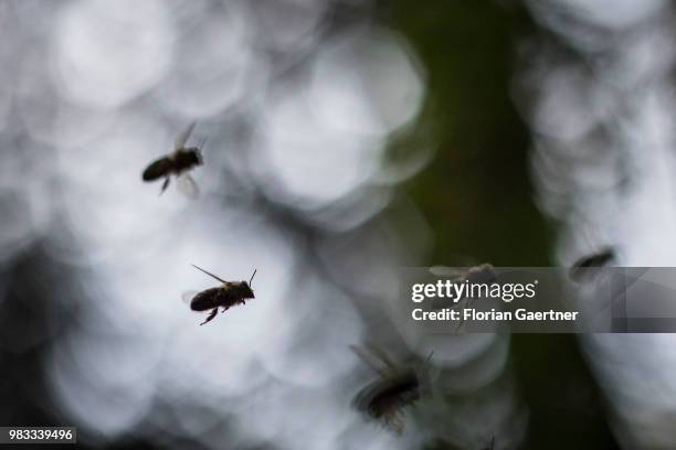 Silhouettes of flying bees on May 18, 2018 in Boxberg, Germany.