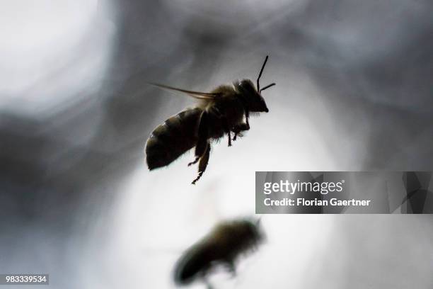 Silhouettes of two flying bees on May 18, 2018 in Boxberg, Germany.