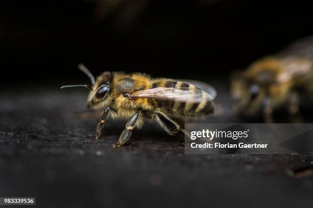 Two young bees on a hive on May 18, 2018 in Boxberg, Germany.