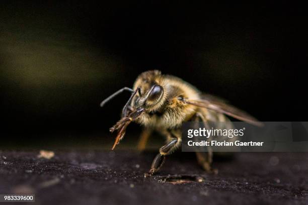 Young bee on a hive on May 18, 2018 in Boxberg, Germany.