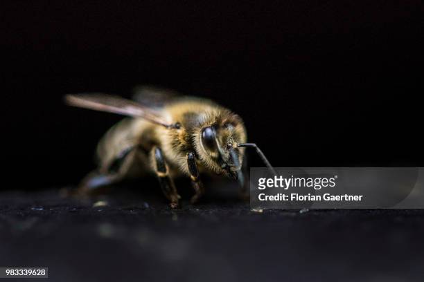 Young bee on a hive on May 18, 2018 in Boxberg, Germany.