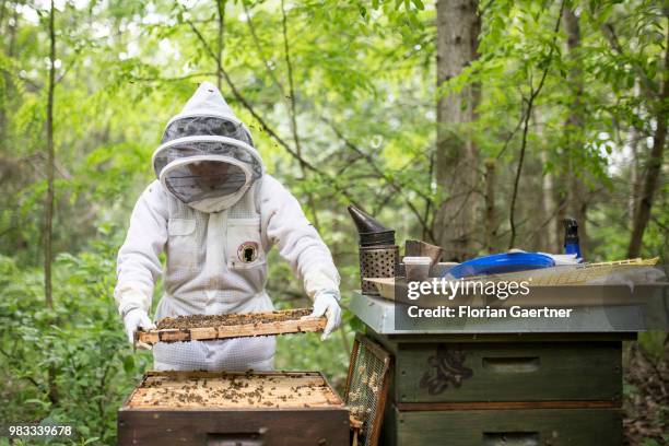 Beekeeper examining her bee colonies on May 18, 2018 in Boxberg, Germany.