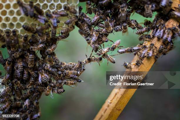 Swarm of bees forms a construction cluster on May 18, 2018 in Boxberg, Germany.