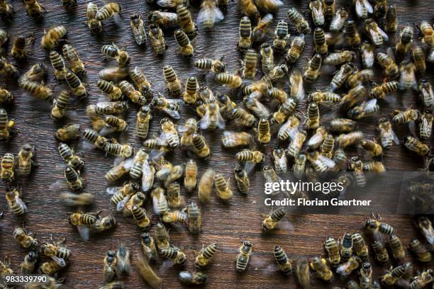 Swarm of bees at a beehive on May 18, 2018 in Boxberg, Germany.