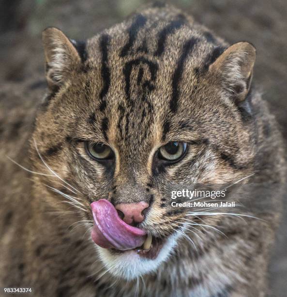 fishing cat - prionailurus viverrinus stock pictures, royalty-free photos & images