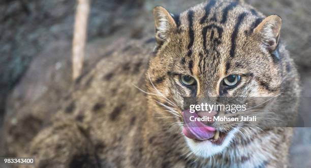 fishing cat 2 - prionailurus viverrinus stock pictures, royalty-free photos & images