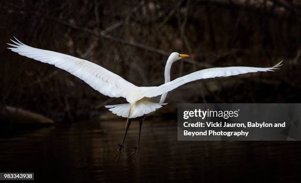 great egret landing in river against dark background - massapequa stock pictures, royalty-free photos & images