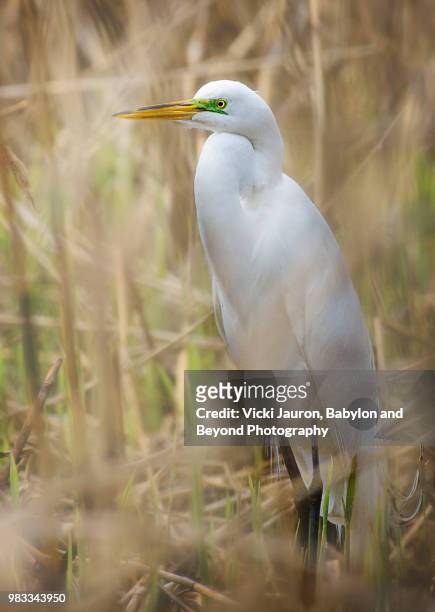 great egret in breeding colors against the reeds - new york spring spectacular stock-fotos und bilder