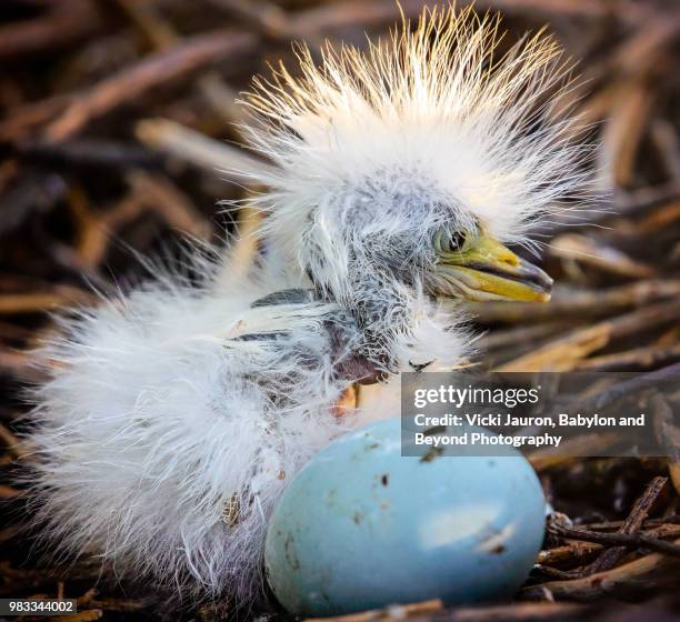 cute little snowy egret chick with spiky hair and egg - snowy egret stockfoto's en -beelden