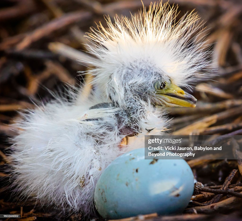 Cute Little Snowy Egret Chick With Spiky Hair And Egg High-Res Stock Photo  - Getty Images
