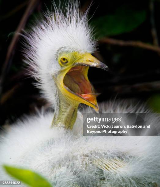 scream of a snowy egret chick - majestic animal stock pictures, royalty-free photos & images