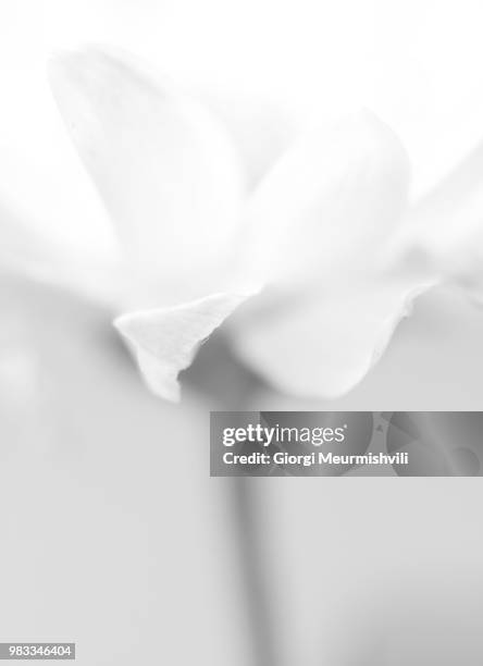 Colorless Tranple Colorless Photos and Premium High Res Pictures - Getty Images