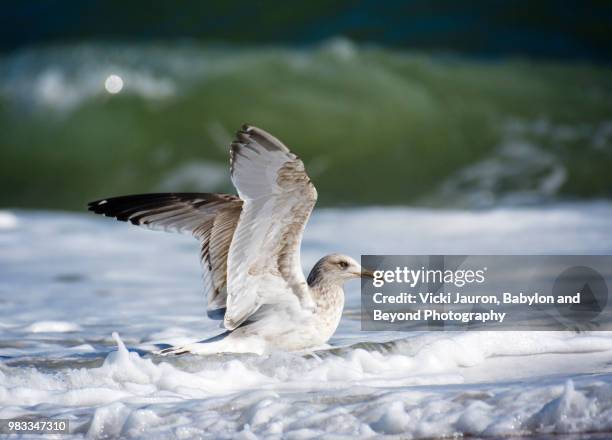 seagull in the foam in nice light at robert moses state park - robert moses stock pictures, royalty-free photos & images