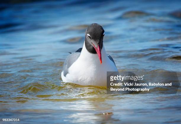 laughing gull searching the water for fish at robert moses state park - robert moses stock pictures, royalty-free photos & images