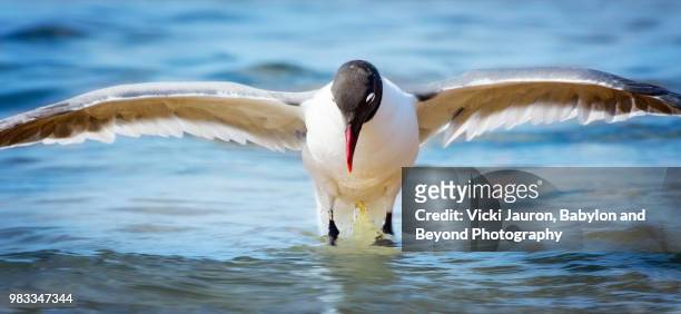 laughing gull hovering over water at robert moses state park - robert moses stock pictures, royalty-free photos & images