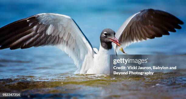 laughing gull grabs fish out of water at robert moses state park - robert moses stock pictures, royalty-free photos & images