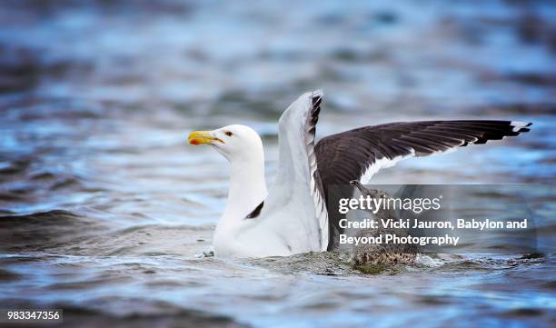 black backed gull and chick in the great south bay, long island, ny - great black backed gull stock-fotos und bilder