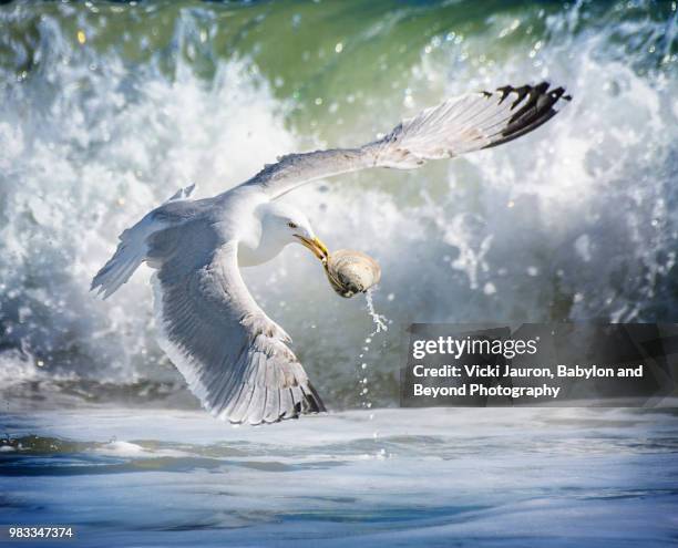 seagull carrying clam against the foam at robert moses state park - robert moses stock pictures, royalty-free photos & images