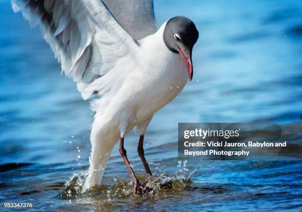 laughing gull lifting out of the water at robert moses state park - robert moses stock pictures, royalty-free photos & images
