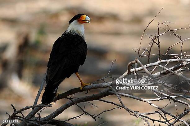 Crested caracara , a member of the falcon family, is seen at the National Palo Verde Park on April 8, 2010 in Guanacaste, some 220 kilometers...