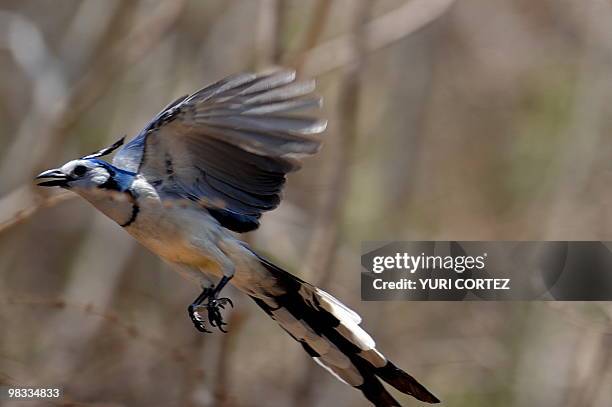 Brent magpie flies at the National Palo Verde Park on April 8, 2010 in Guanacaste, some 220 kilometers Northeast from San Jose. Recently the National...