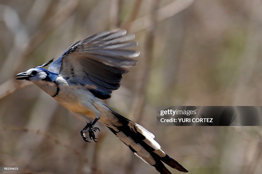 A brent magpie (Calocitta Colliei) flies