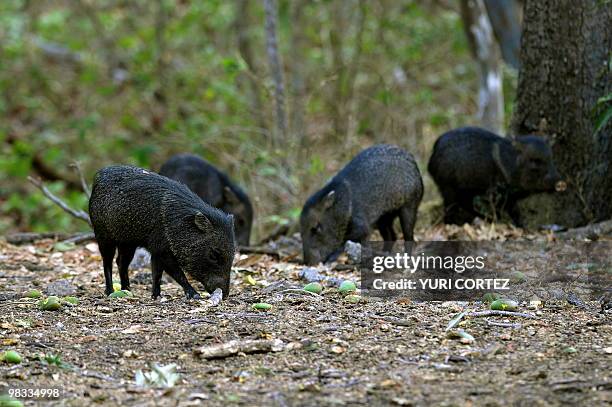 Scoop Mounts are seen at the National Palo Verde Park on April 8, 2010 in Guanacaste, some 220 kilometers Northeast from San Jose. Recently the...