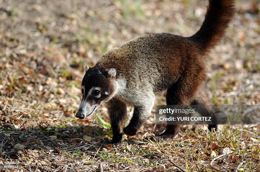 A coatimundi is seen at the National Pal