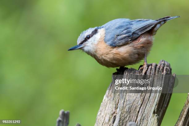 eurasian nuthatch perched on a tree - insectivora stock pictures, royalty-free photos & images
