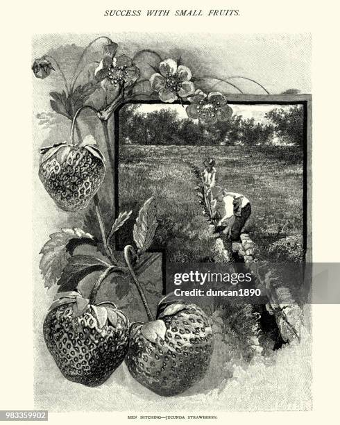 jucunda strawberry farming, digging a ditch, 19th century - ditch stock illustrations