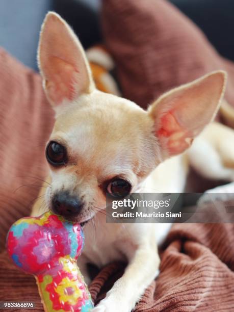 portrait of chihuahua playing toy on sofa at home - essayer de mordre photos et images de collection